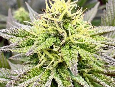 لماذا لا يعتبر رباعي هيدروكانابينول (THC) كل شيء في تجربة القنب