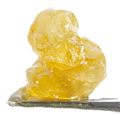 ما هو الصنوبري الحي بالماس؟